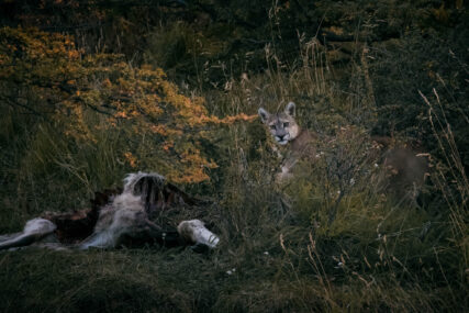 Fotoreise Patagonien Galerie