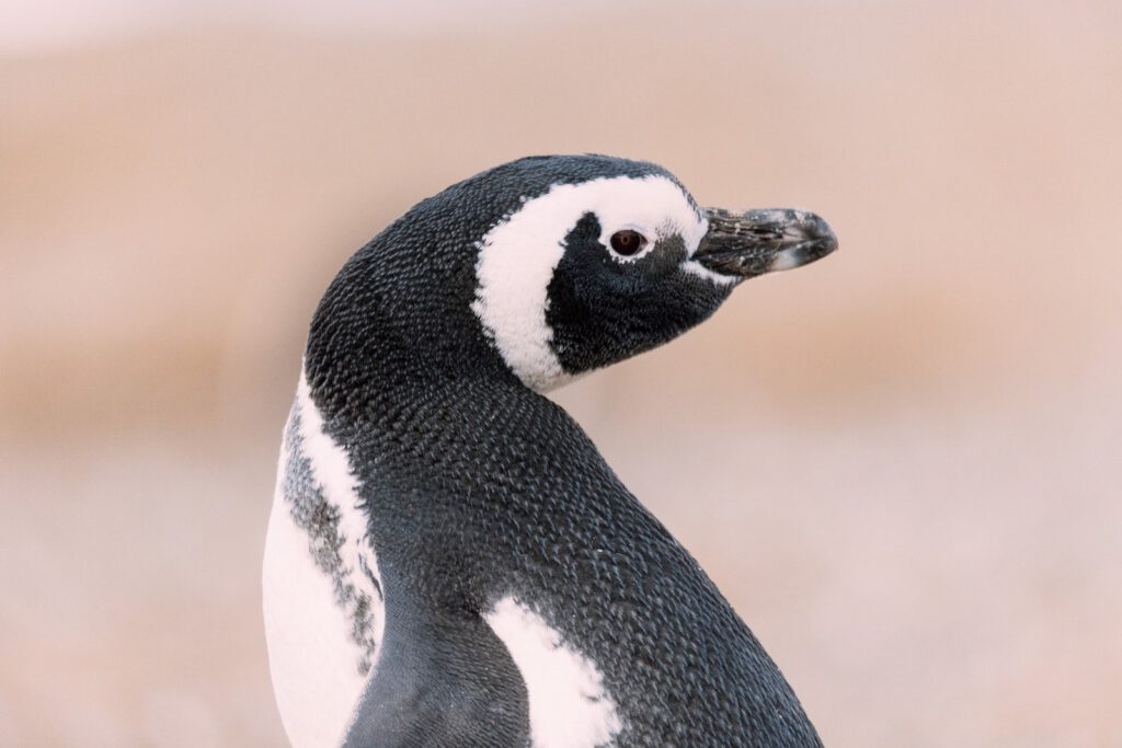 Magellan-Pinguin auf der Fotoreise Patagonien