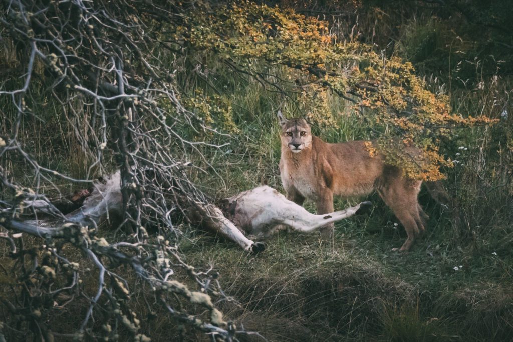 Puma Tracking bei Fotoreise Patagonien