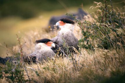 Fotoreise Patagonien Galerie