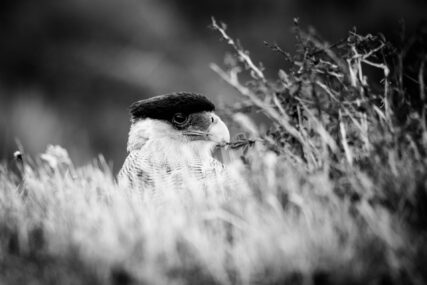 Fotoreise Patagonien Galerie