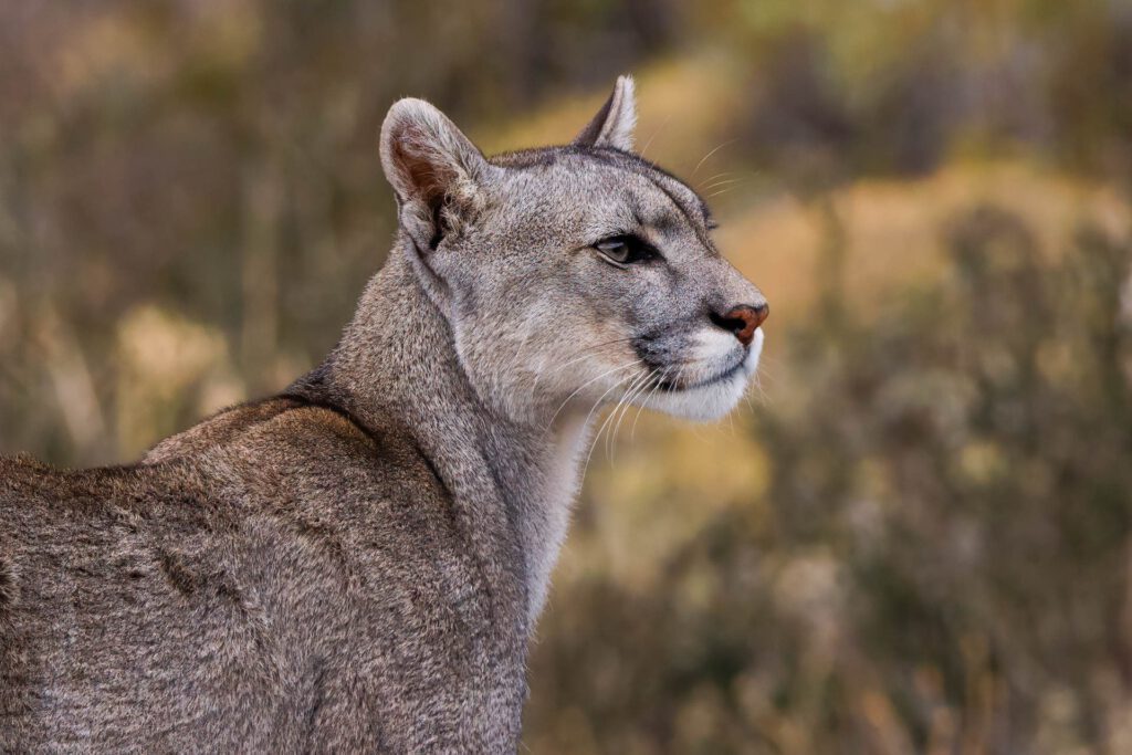Fotoreise Patagonien Galerie