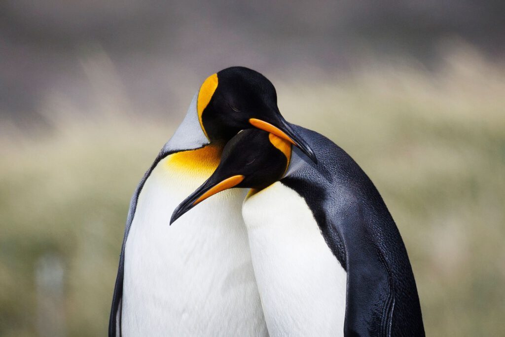 Königspinguine in Patagonien