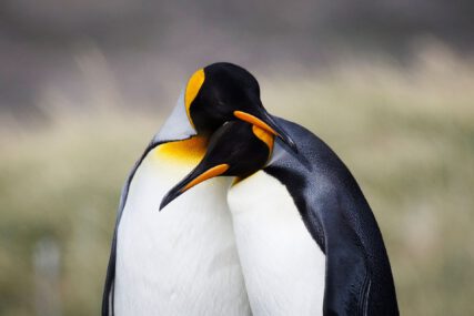 Königspinguine in Patagonien